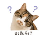 838162655