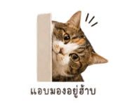 838162659