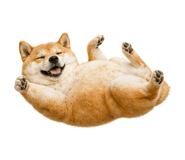 838164393