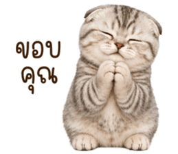 ลายที่ 4