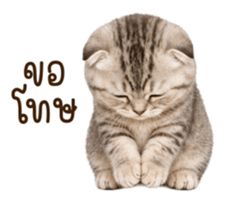 ลายที่ 5