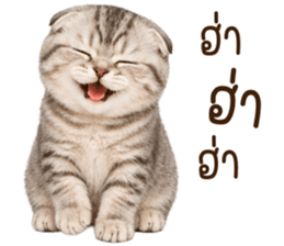 ลายที่ 6
