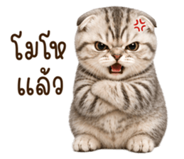 ลายที่ 13