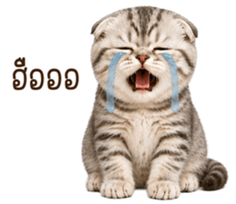 ลายที่ 14
