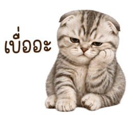 ลายที่ 16