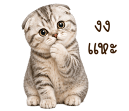 ลายที่ 19