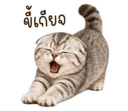 ลายที่ 23