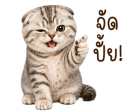 ลายที่ 25