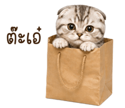 ลายที่ 26