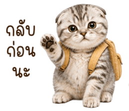 ลายที่ 31