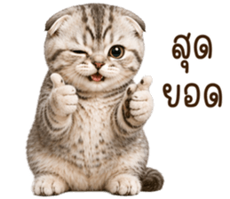 ลายที่ 36
