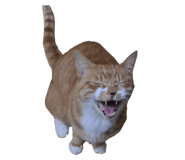 838177154
