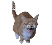 838177156