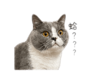 838195532