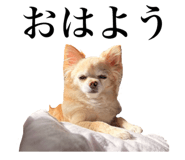 838220216