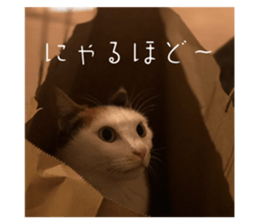 838228556