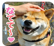 838252241