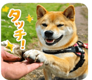 838252244