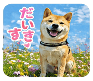 838252247
