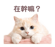 838262407