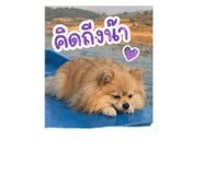 838275227