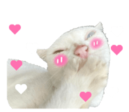 838295538