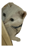 838295539