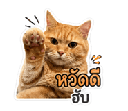 838316816