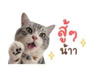838353626
