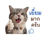 838353633