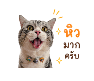 838353638