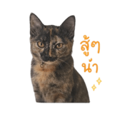 838366020