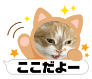 838381368