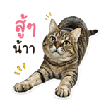 838400622