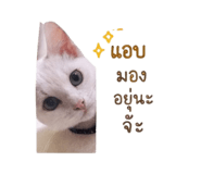 838412826
