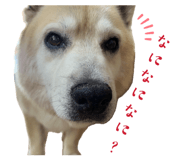 838444964