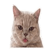 838484277