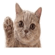 838484278