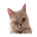 838484288
