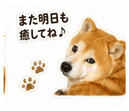 838490355