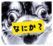 838491281