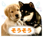 838492993
