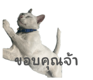 838511175