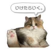 838515681
