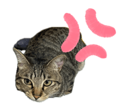 838520891
