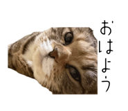 838533771