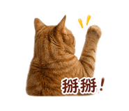 838537787