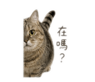 838538004