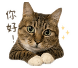 838547154
