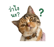 838549356